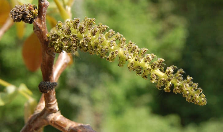 Juglans regia (L., 1753)