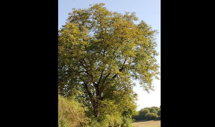 Juglans regia (L., 1753)