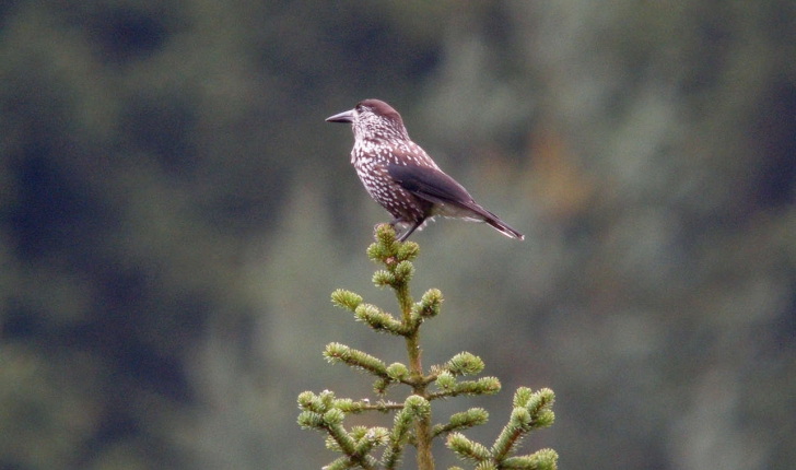 Nucifraga caryocatactes (Linnaeus, 1758)