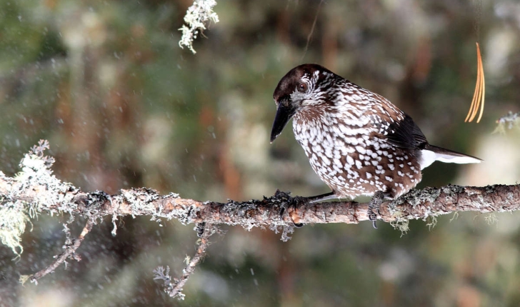 Nucifraga caryocatactes (Linnaeus, 1758)