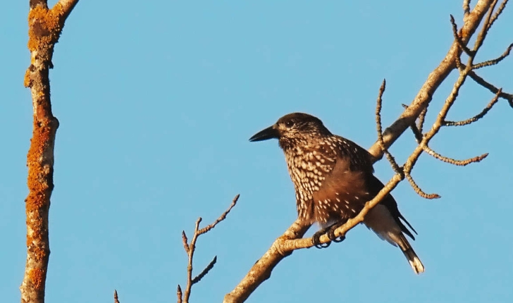Nucifraga caryocatactes (Linnaeus, 1758)
