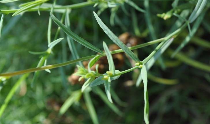 Linaria vulgaris (Mill., 1768)