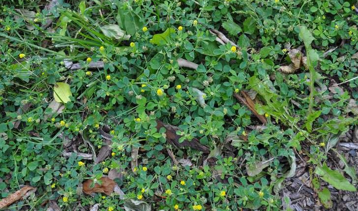 Medicago lupulina (L., 1753)
