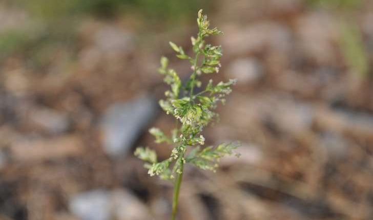 Poa annua (L., 1753)