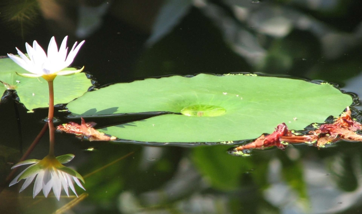 Nymphaea alba (L.,1753)