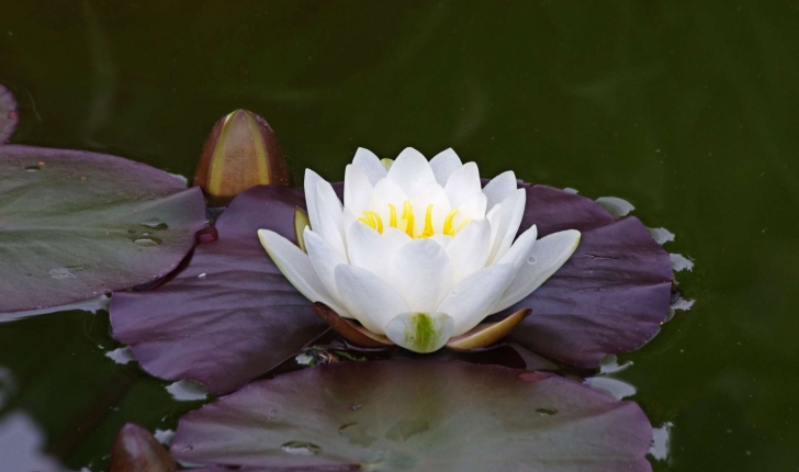 Nymphaea alba (L.,1753)