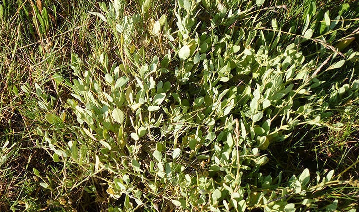 Halimionee portulacoides (L. Aellen,1938)