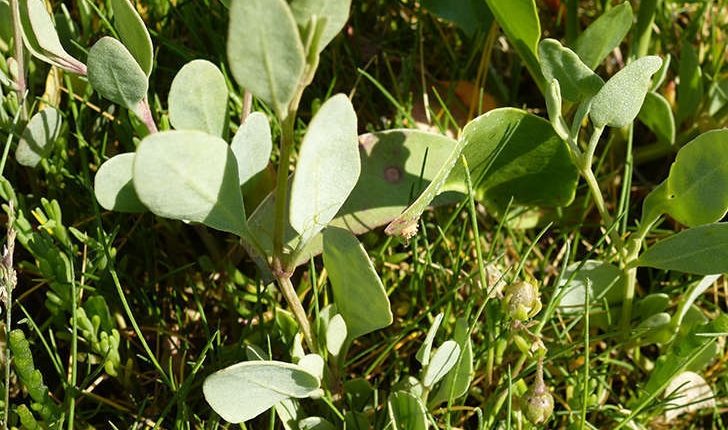 Halimionee portulacoides (L. Aellen,1938)