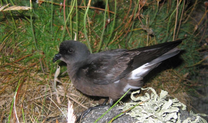 Hydrobates pelagicus (Linnaeus, 1758)