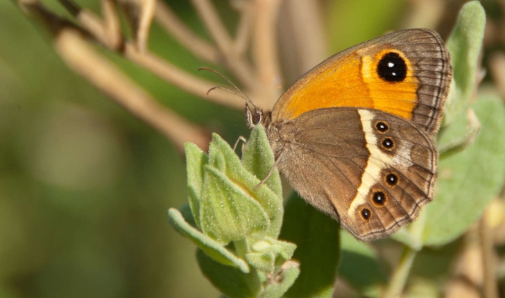 Pyronia bathseba (Fabricius, 1793)