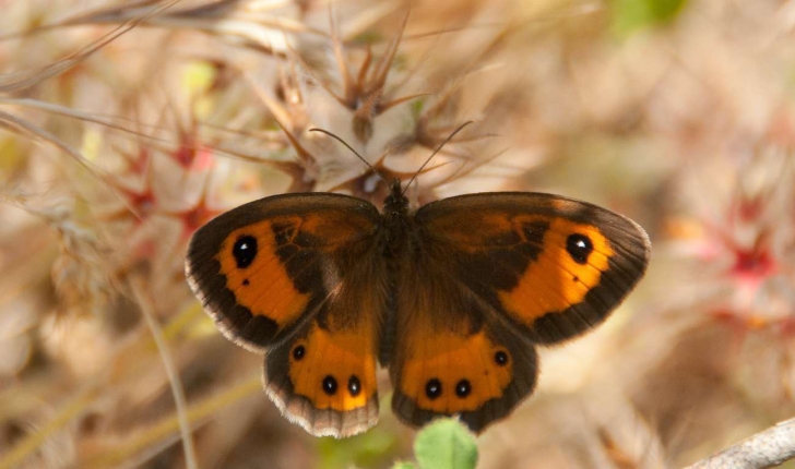 Pyronia bathseba (Fabricius, 1793)