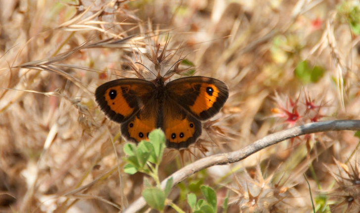 Pyronia bathseba (Fabricius, 1793)
