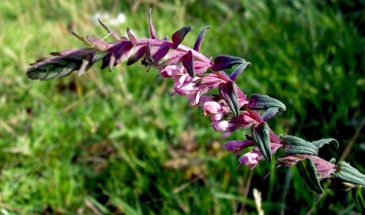 Odontites vernus (Dumort, 1827)