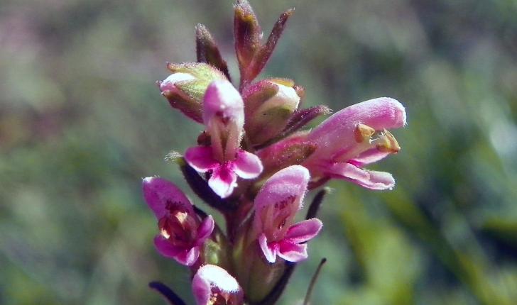 Odontites vernus (Dumort, 1827)