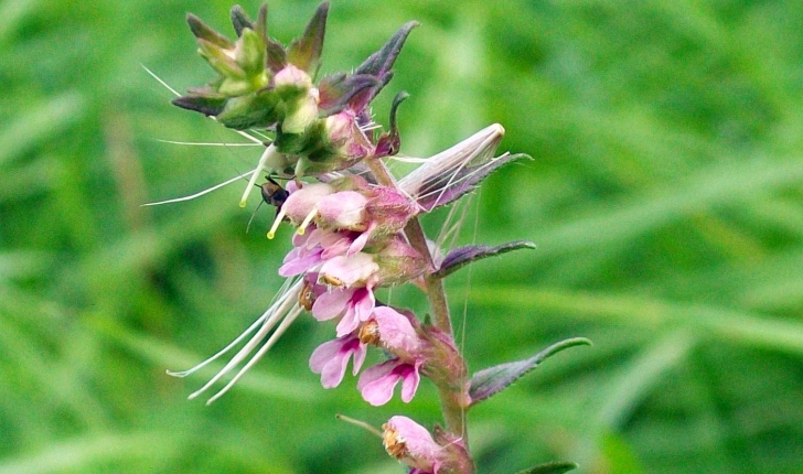 Odontites vernus (Dumort, 1827)