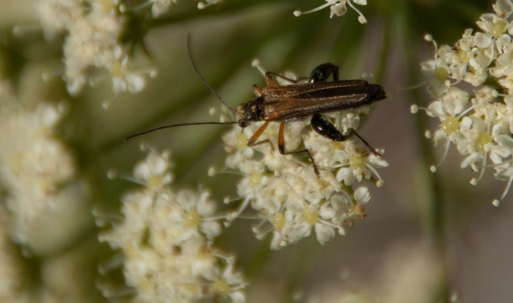 Oedemera sp