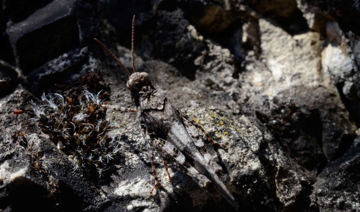 Oedipoda caerulenscens (Linnaeus, 1758)