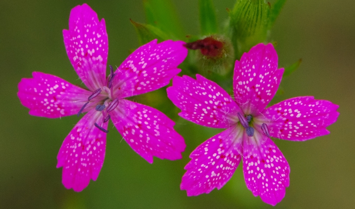 Dianthus armeria