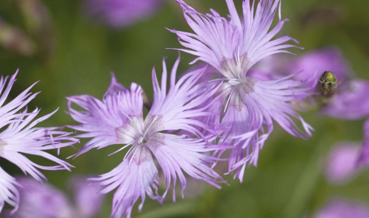 Dianthus hyssopifolius L.