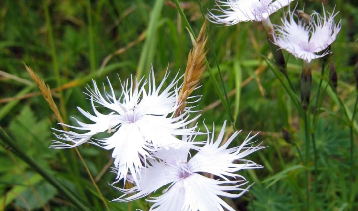Dianthus hyssopifolius L.