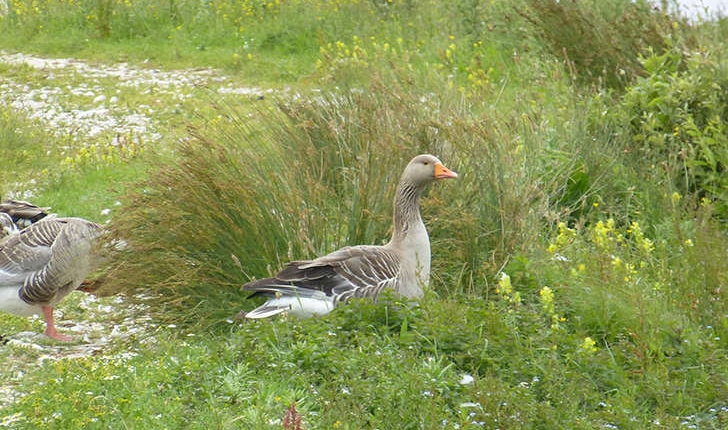Anser anser (Linnaeus, 1758)
