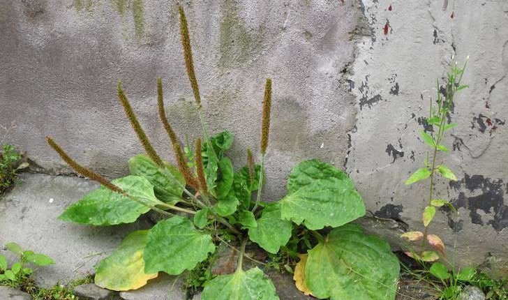 Plantago major (L., 1753)
