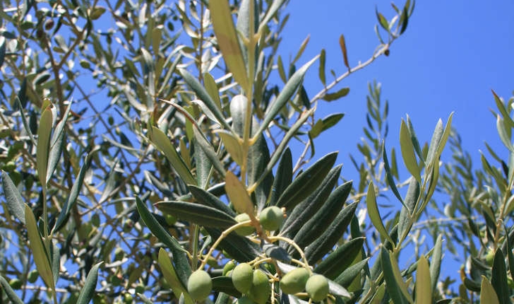 Olea europaea (L., 1753)