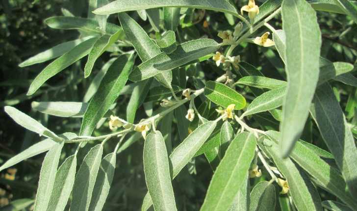 Elaeagnus angustifolia, Linné 1753