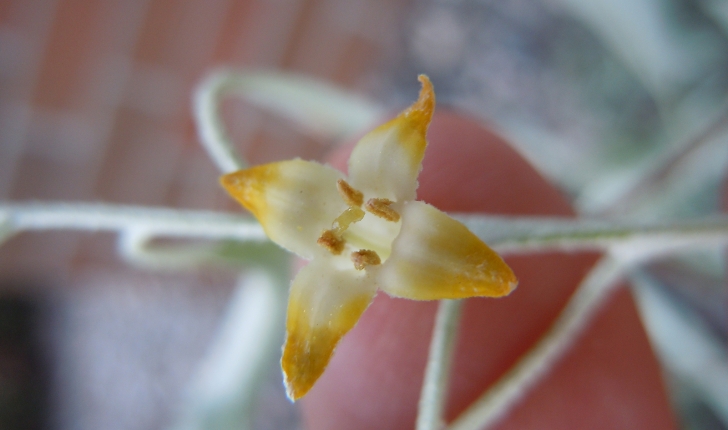 Elaeagnus angustifolia, Linné 1753