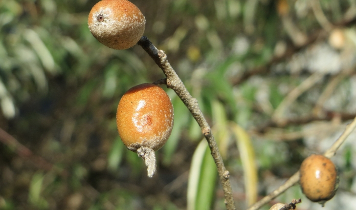 Elaeagnus angustifolia, Linné 1753