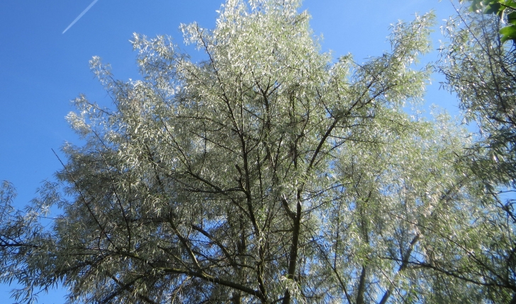Elaeagnus angustifolia, Linné 1753