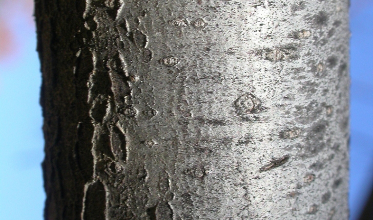 Elaeagnus angustifolia, Linné 1753