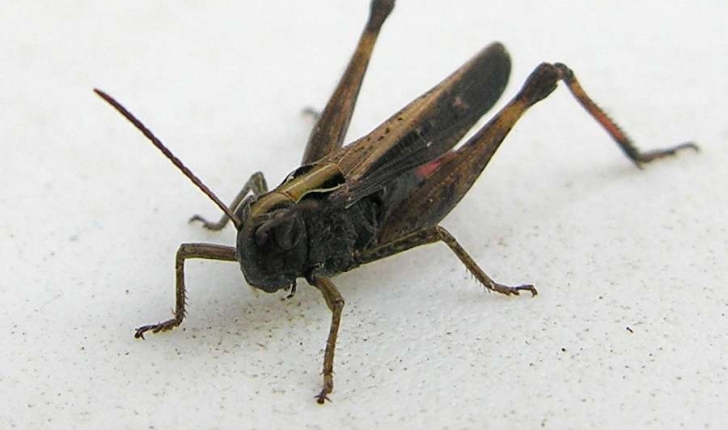 Omocestus rufipes (Zetterstedt, 1821)