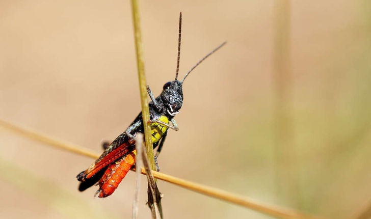 Omocestus rufipes (Zetterstedt, 1821)