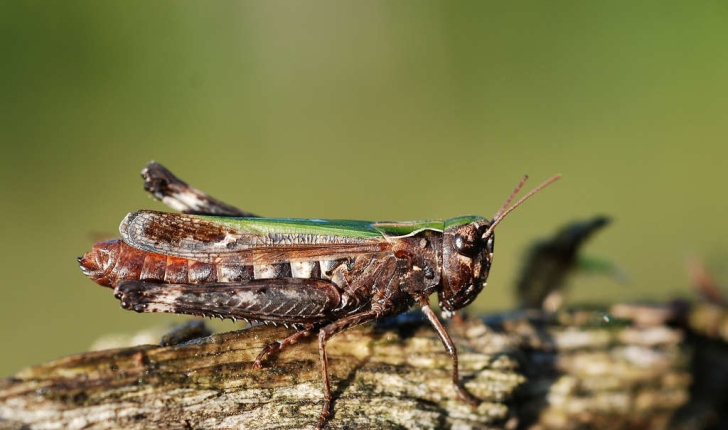 Omocestus rufipes (Zetterstedt, 1821)