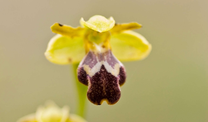 Ophrys sp.