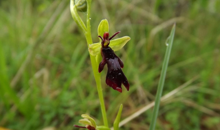 Ophrys sp.