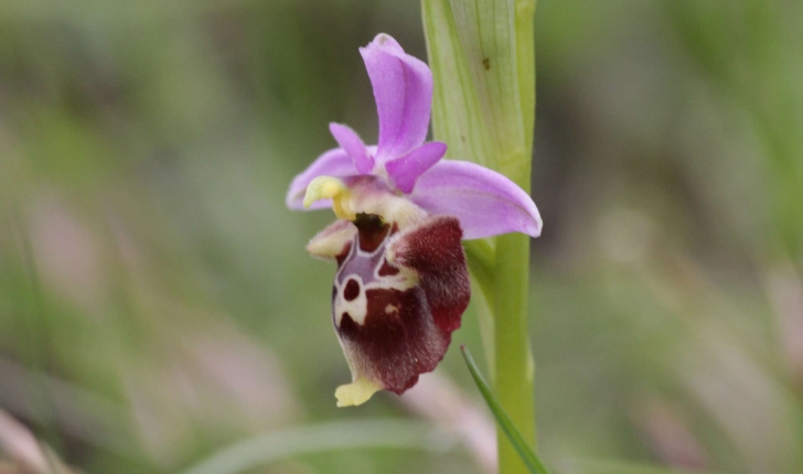Ophrys sp.