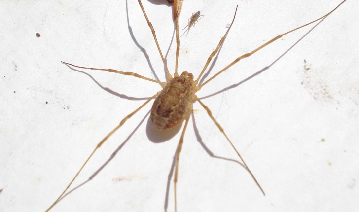 Opiliones sp