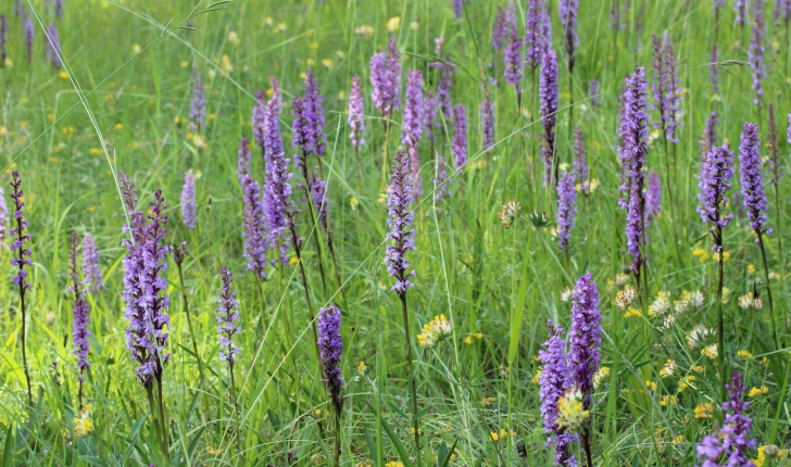 Orchis-Moucheron---Crédit-Flickr-Björn-S