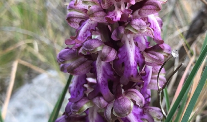 Himantoglossum robertianum (Loisel., P. Delforge, 1999)