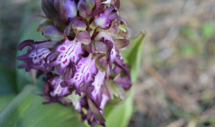 Himantoglossum robertianum (Loisel., P. Delforge, 1999)
