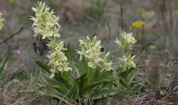 Dactylorhiza sambucina