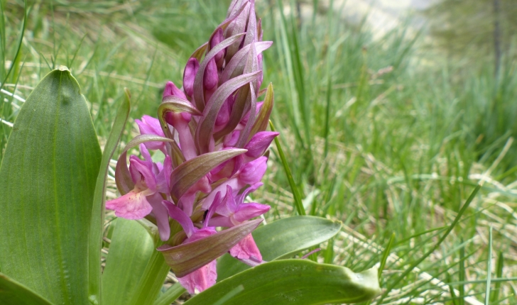 Dactylorhiza sambucina