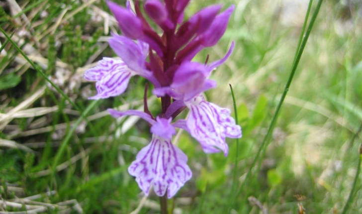 Dactylorhiza maculata (L.) Soó