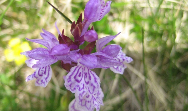 Dactylorhiza maculata (L.) Soó