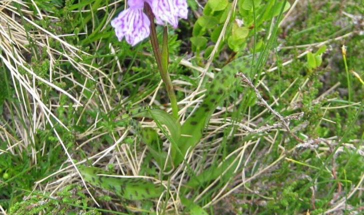 Dactylorhiza maculata (L.) Soó