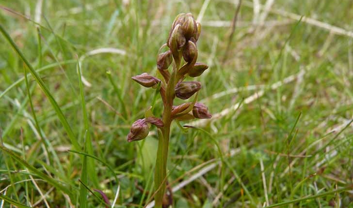 Orchis vert Crédits Odd Vellies