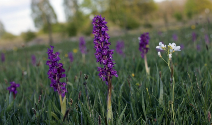 Orchis mascula (L.) L., 1755