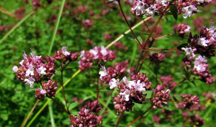 Origanum vulgare L.